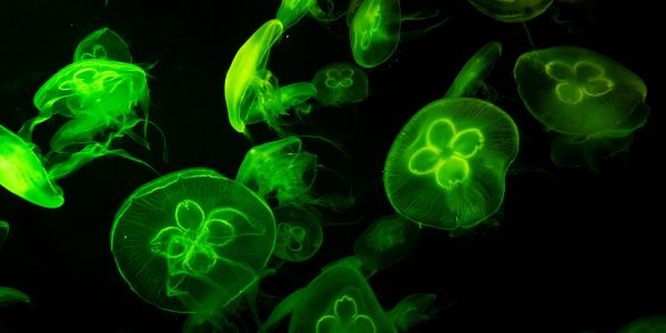 biology quiz questions